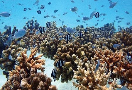 Ventive Hospitality Leads Coral Restoration in Maldives